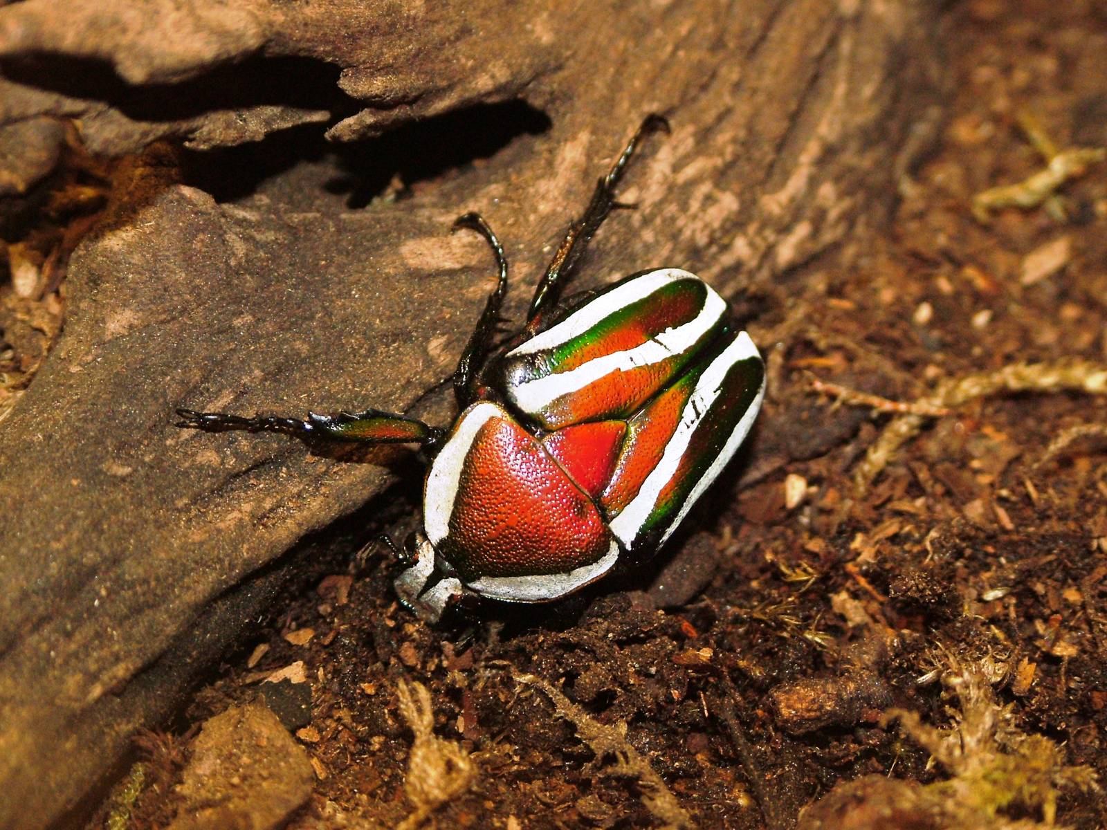 Flower Beetle at Dvur Kralove, 27/08/12