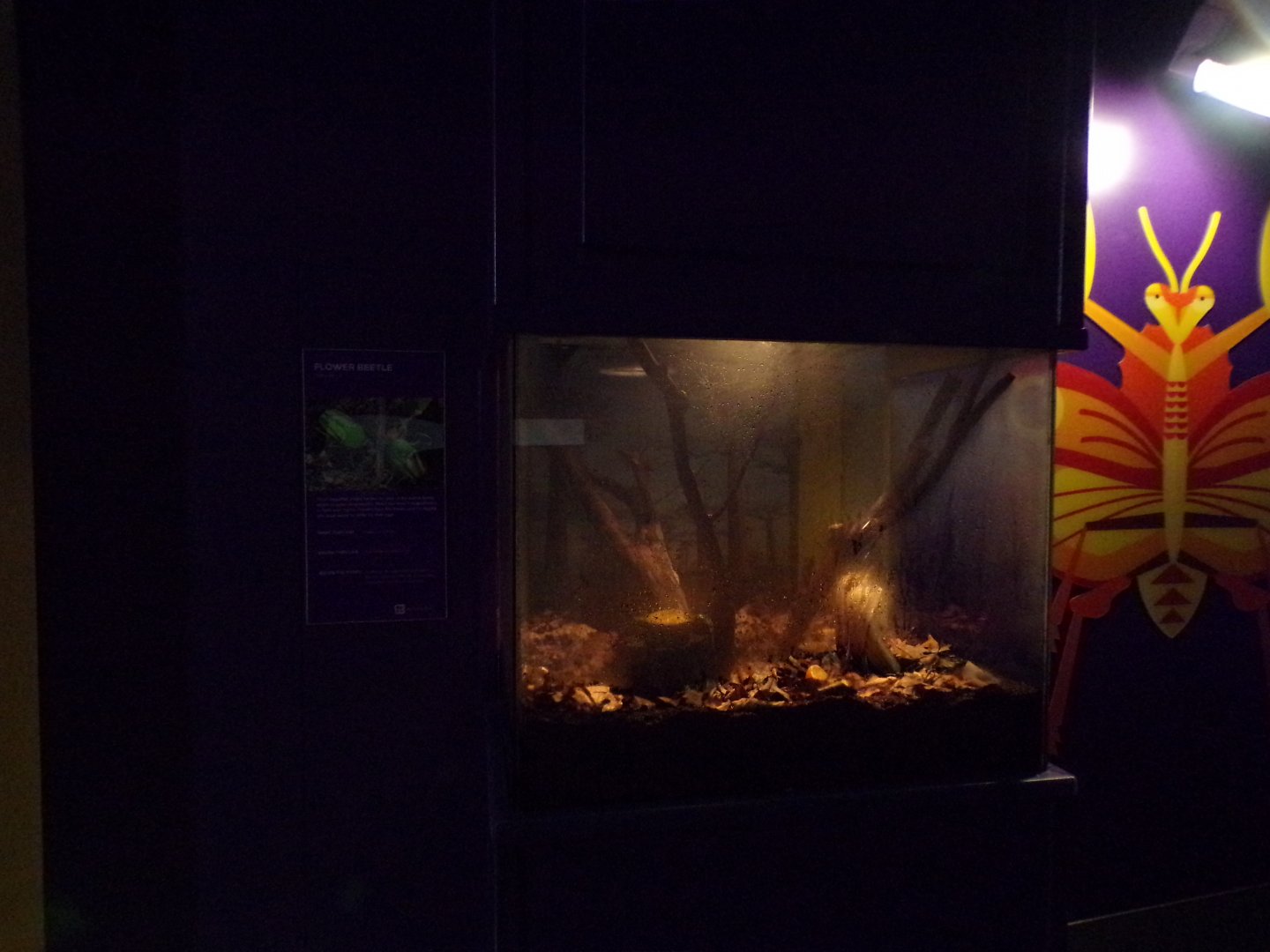 Flower beetle exhibit 11.2.25