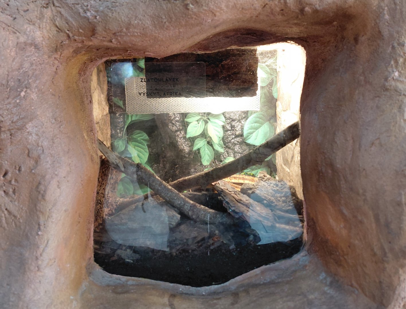 Flower beetle exhibit