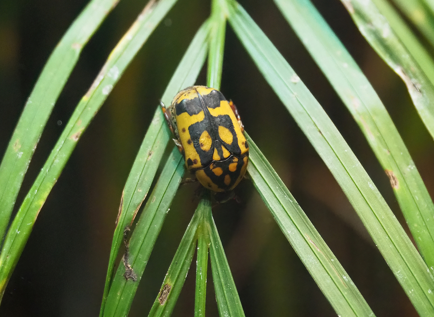 Flower beetle (Pachnoda species, possible Pachnoda aemula), 2023-09-24