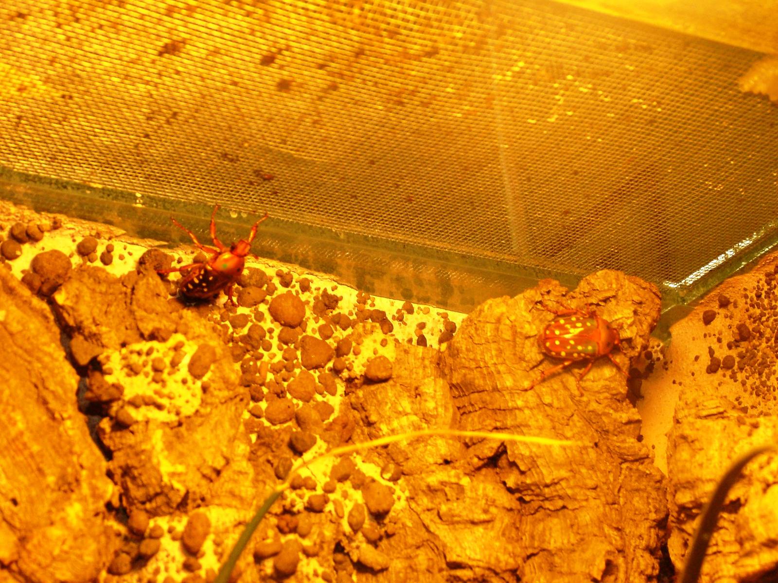 Flower Beetles at Dvur Kralove, 27/08/12