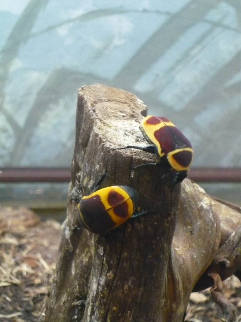 Flower beetles (Pachnoda marginata)