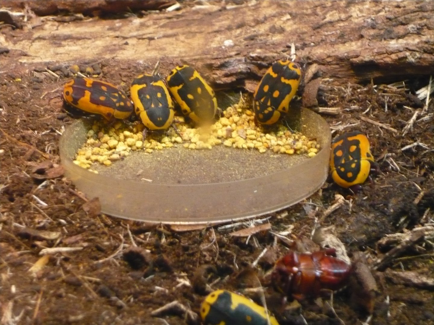 Flower beetles (Pachnoda trimaculata)