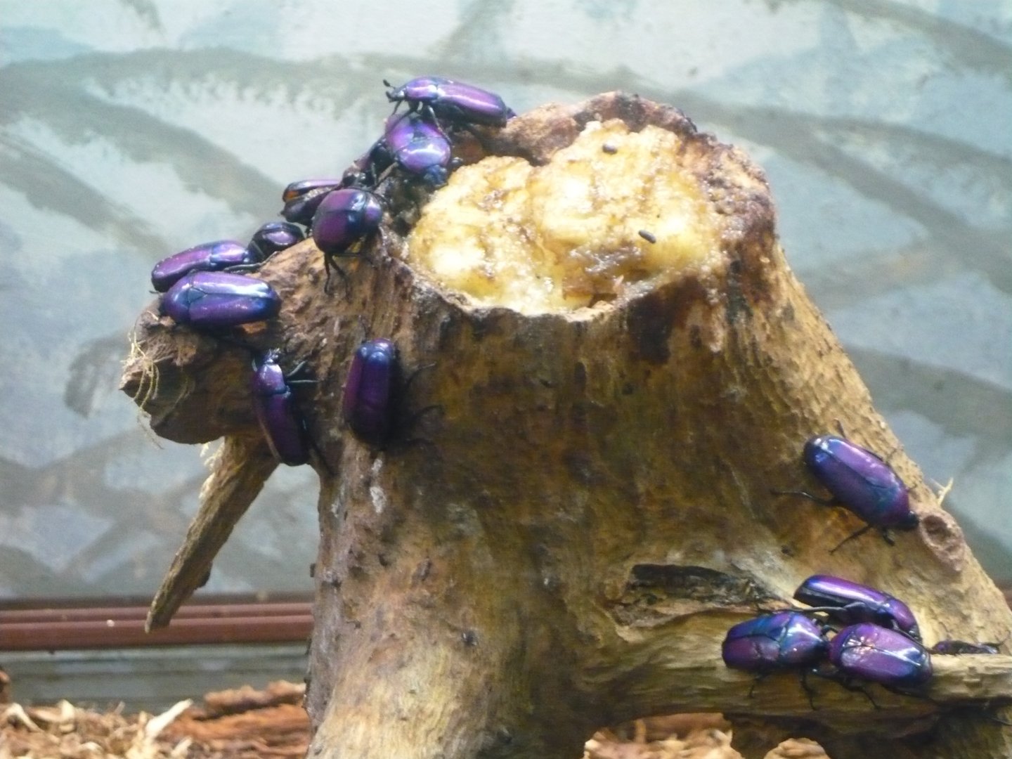Flower beetles (Smaragdesthes africana oertzeni)