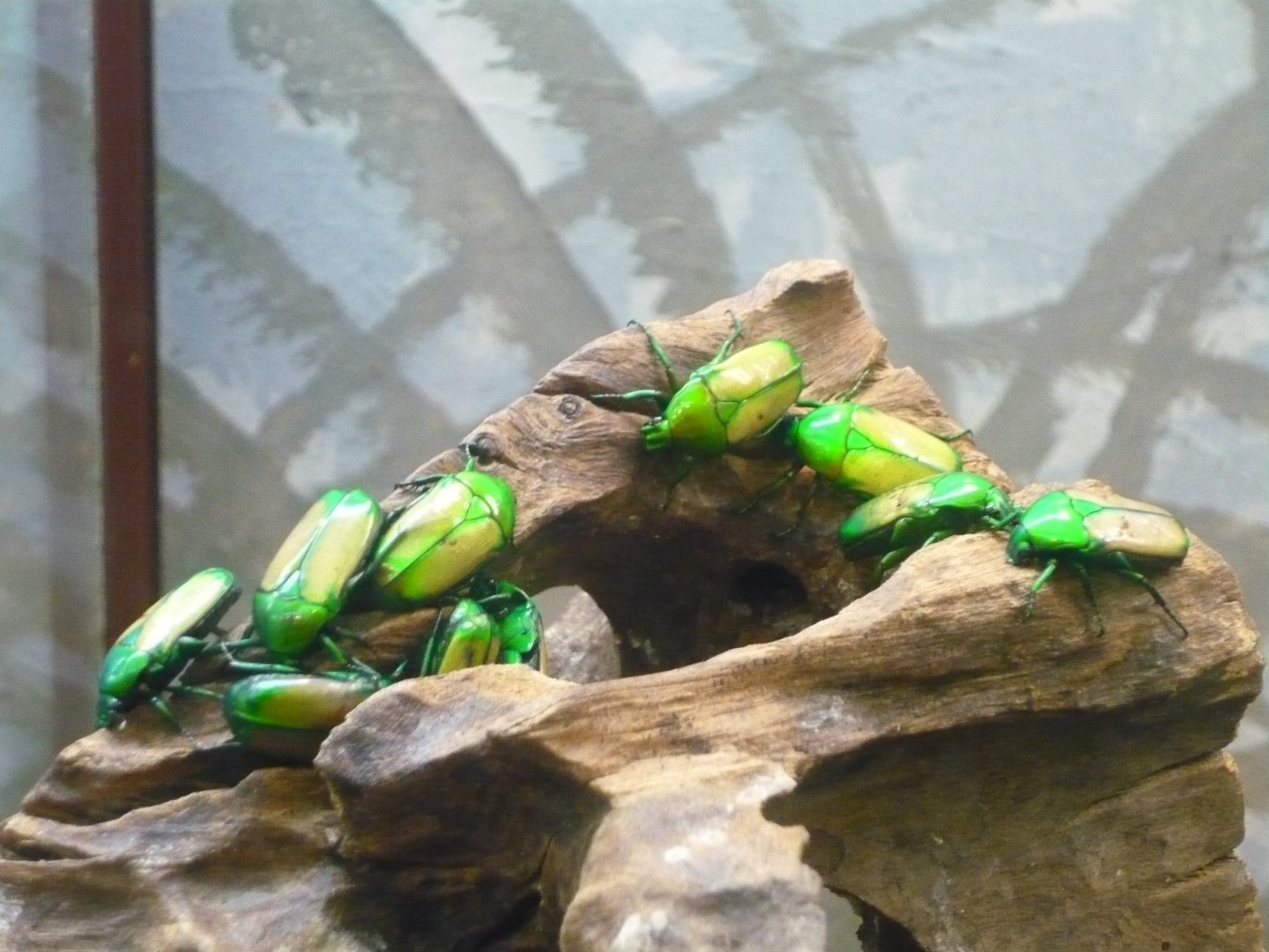 Flower beetles (Smaragdesthes africana)