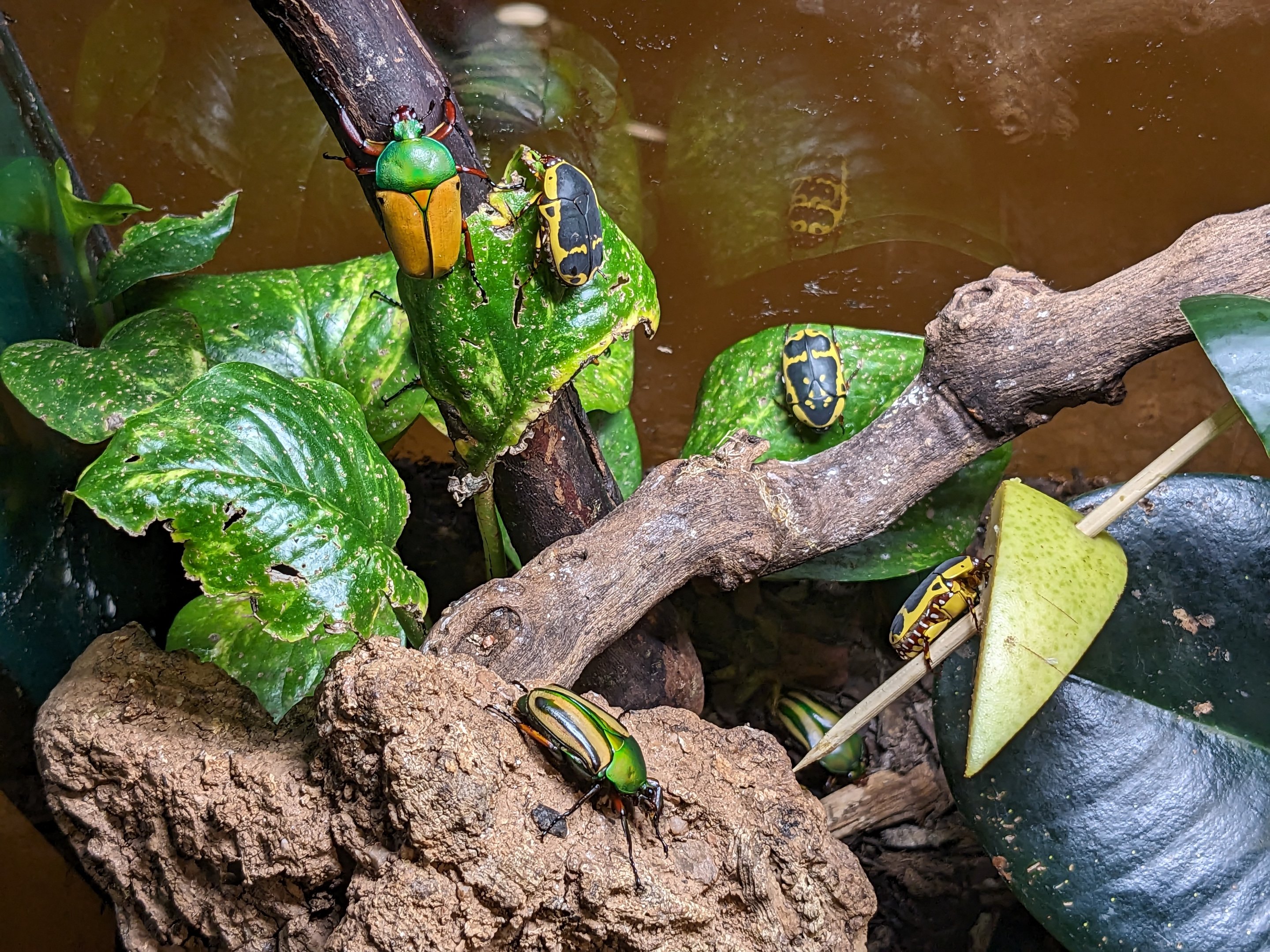 Flower Chafer and Sun Beetle