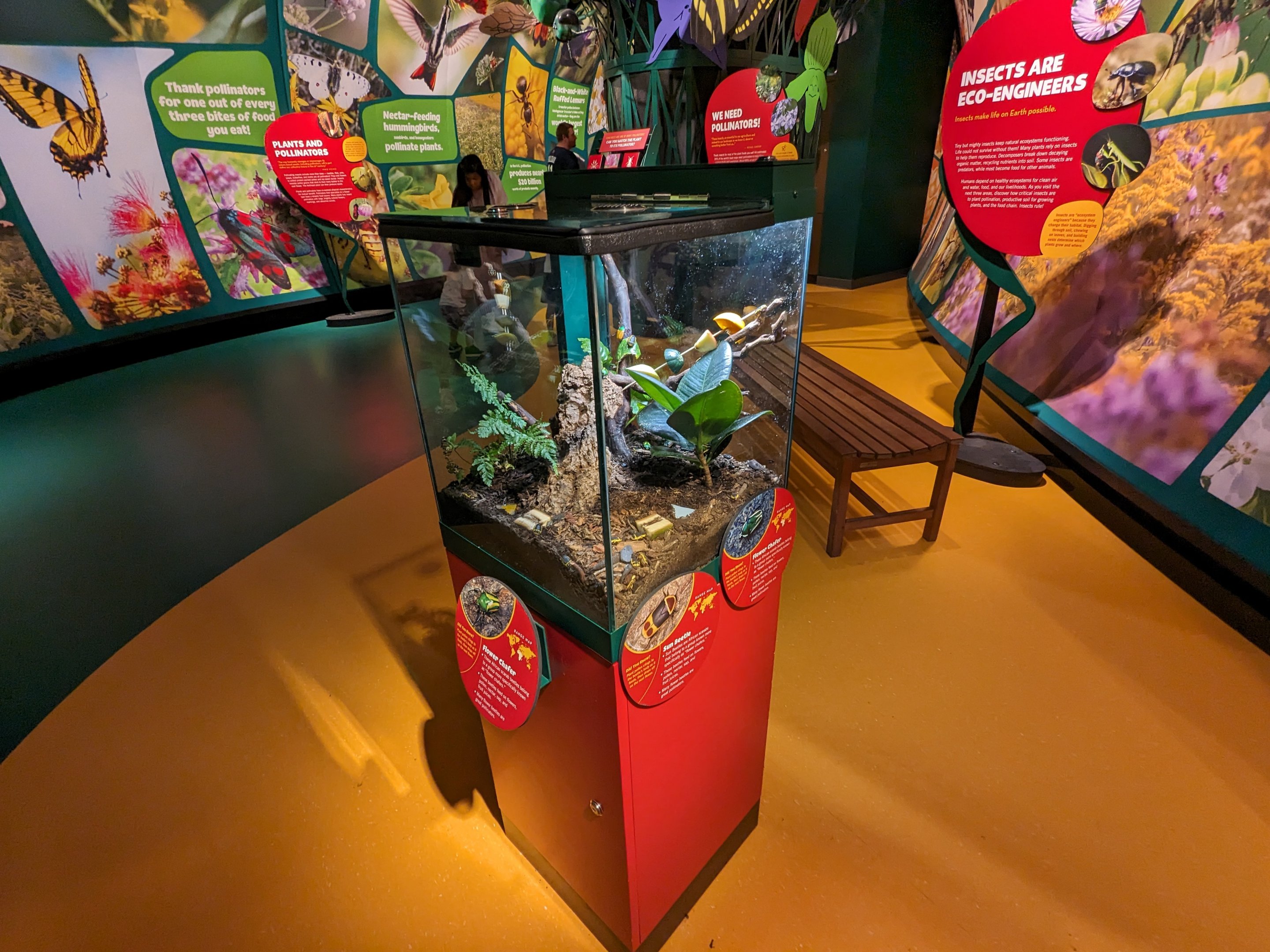 Flower Chafer and Sun Beetle