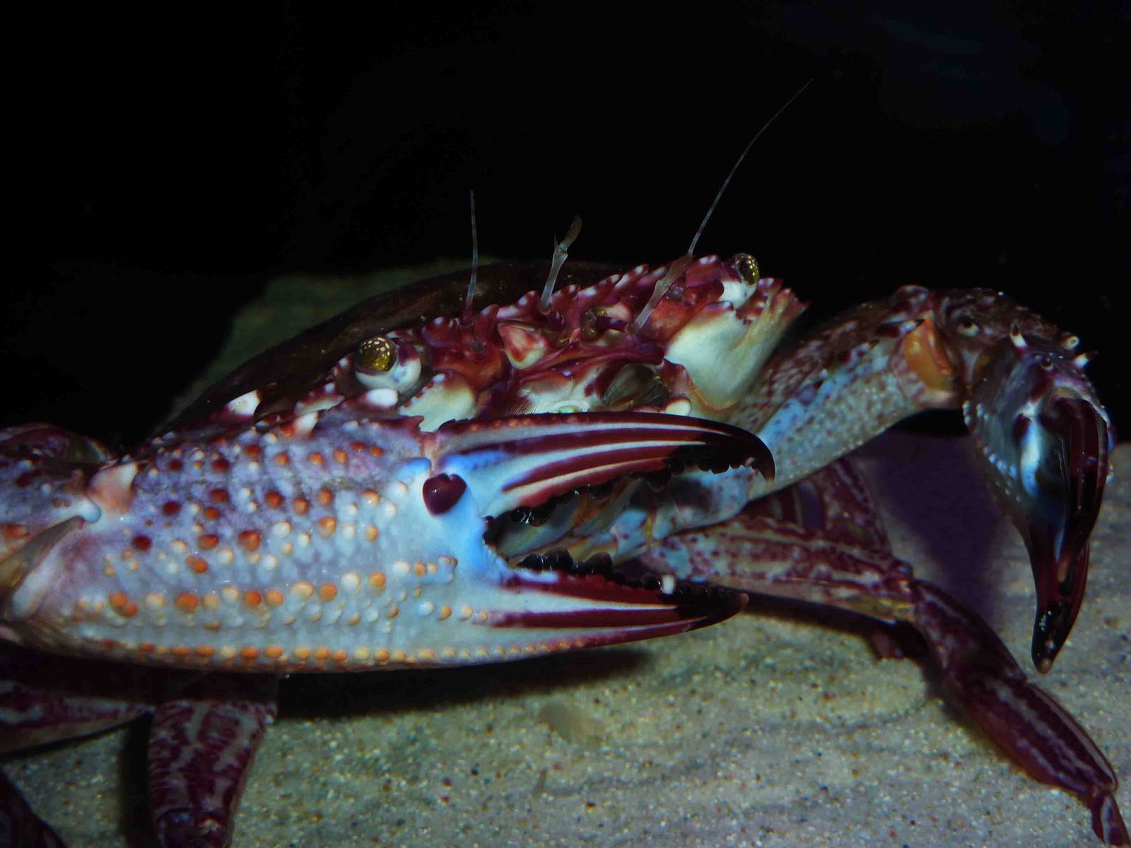 Flower crab, May 2013.