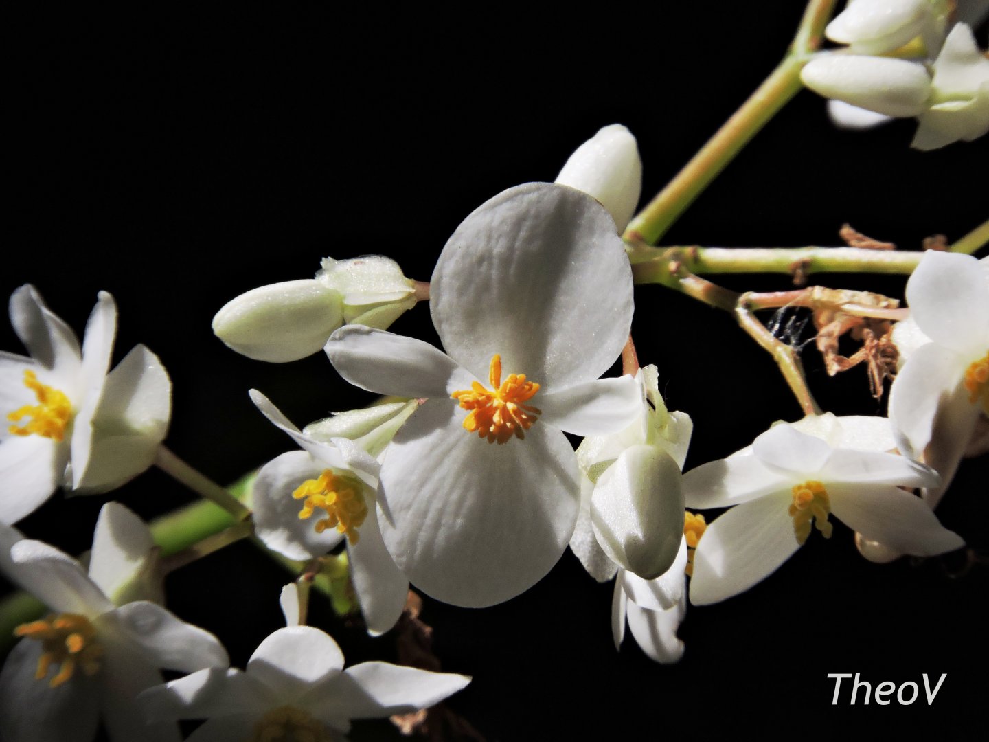 Flower - Discovery Outpost [2015]