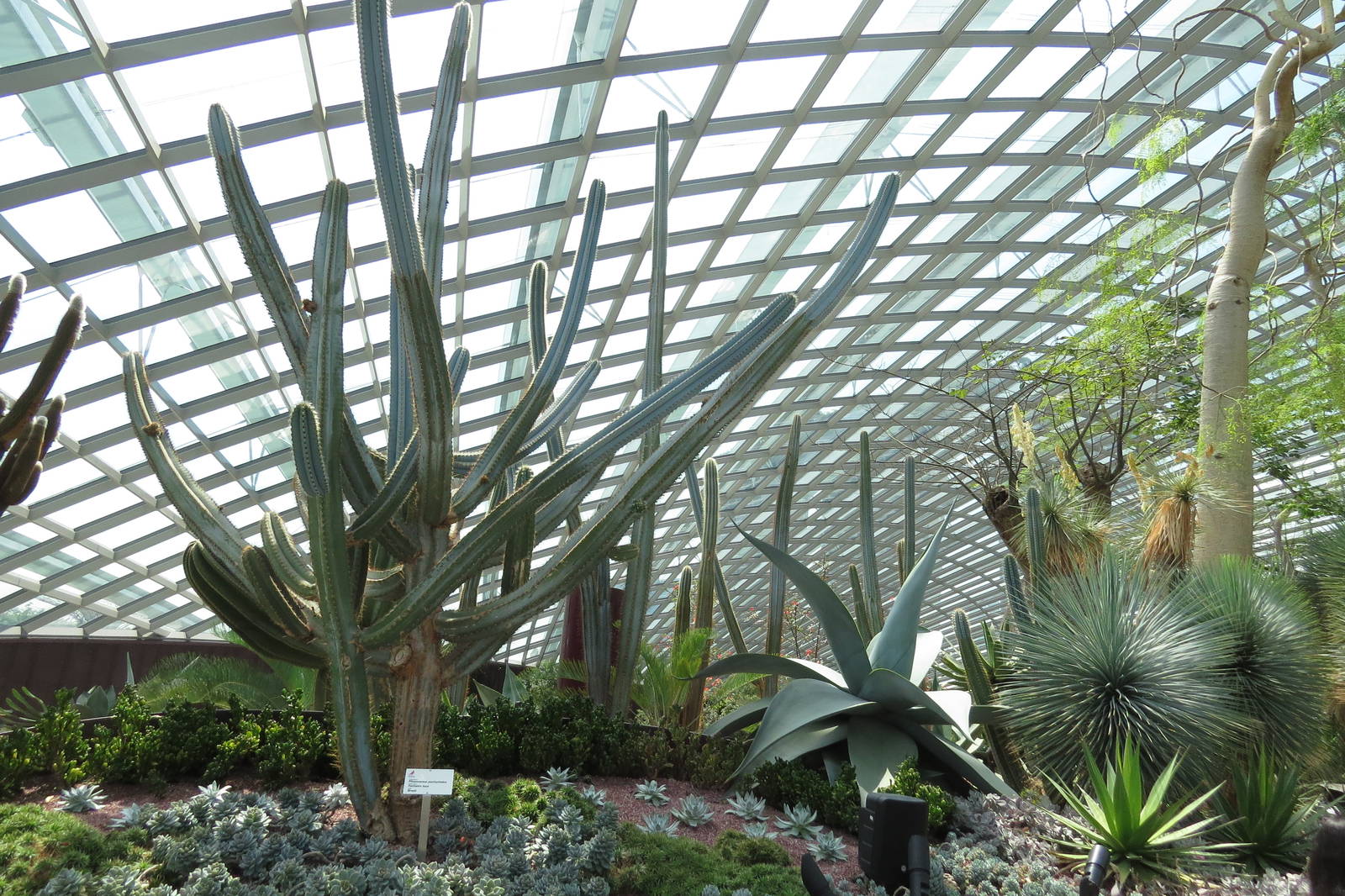 Flower Dome at GArdens by the Bay