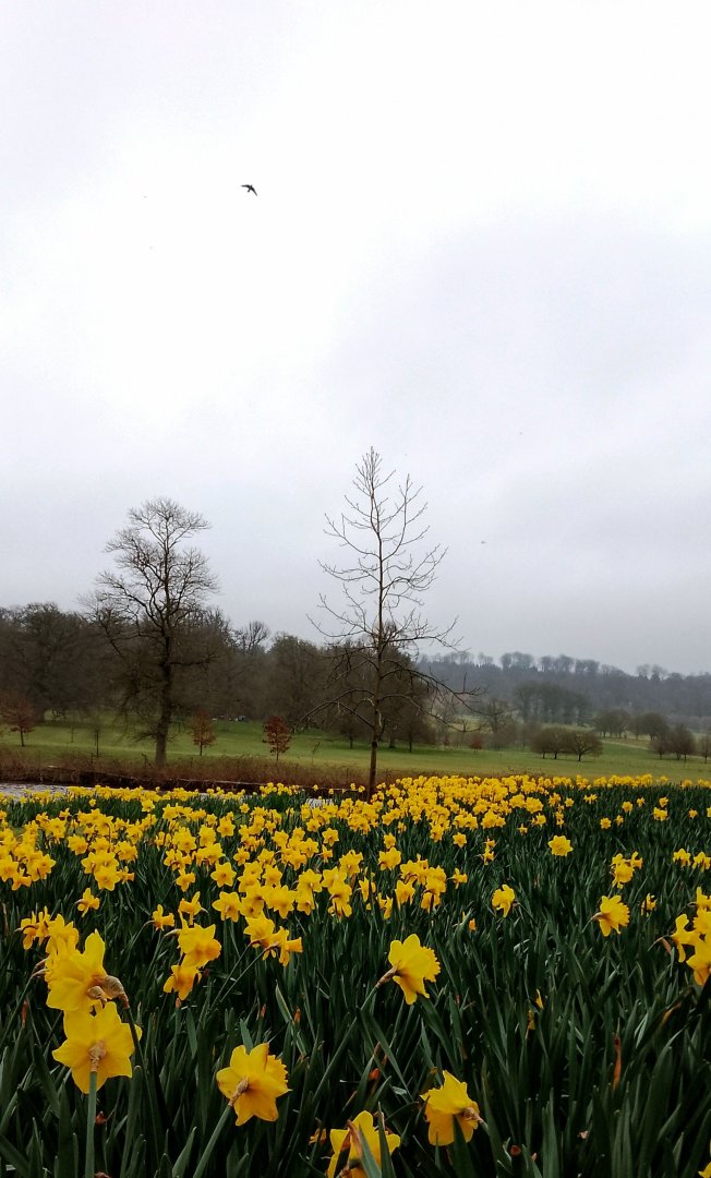 Flower field by half mile lake 230325