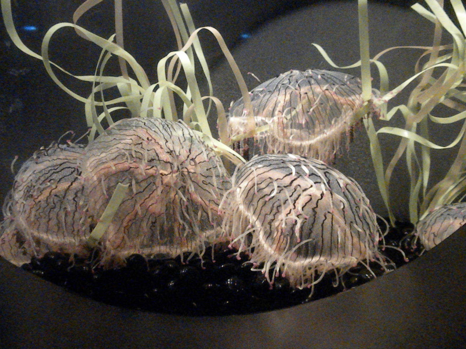 Flower Hat Jelly - Olindias formosa