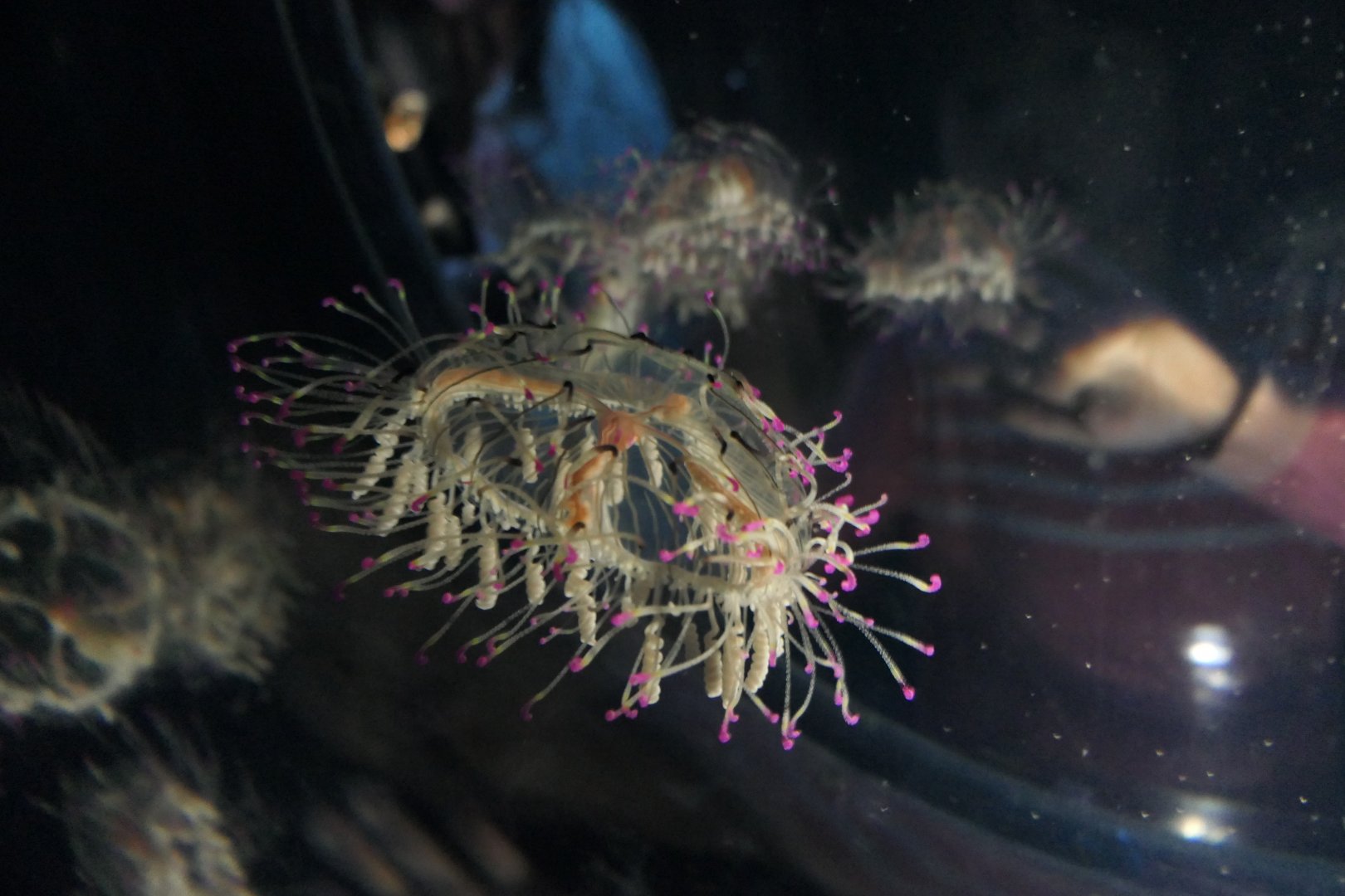 Flower Hat Jelly (Olindias formosa)