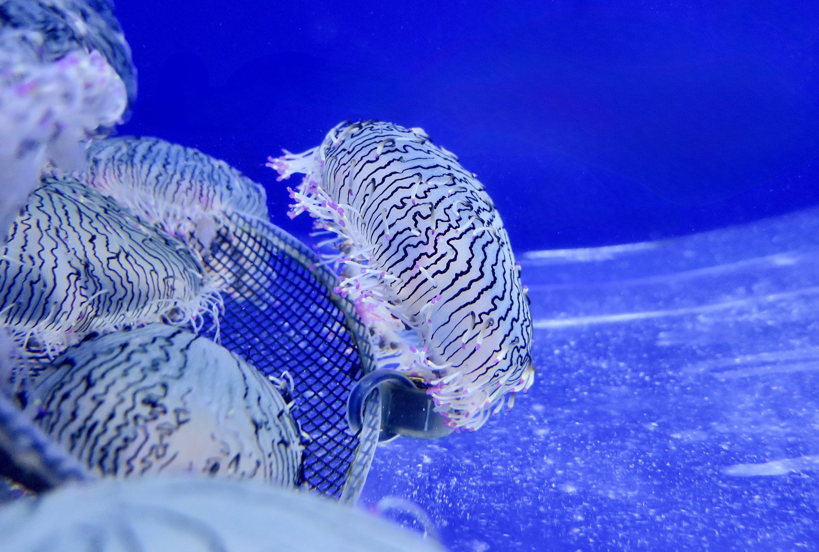 Flower Hat Jelly (Olindias formosus) - Xpark