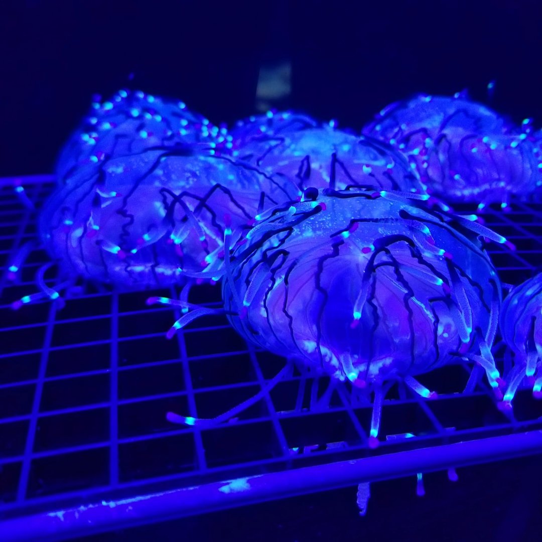 Flower Hat Jellyfish (Olindias formosus)