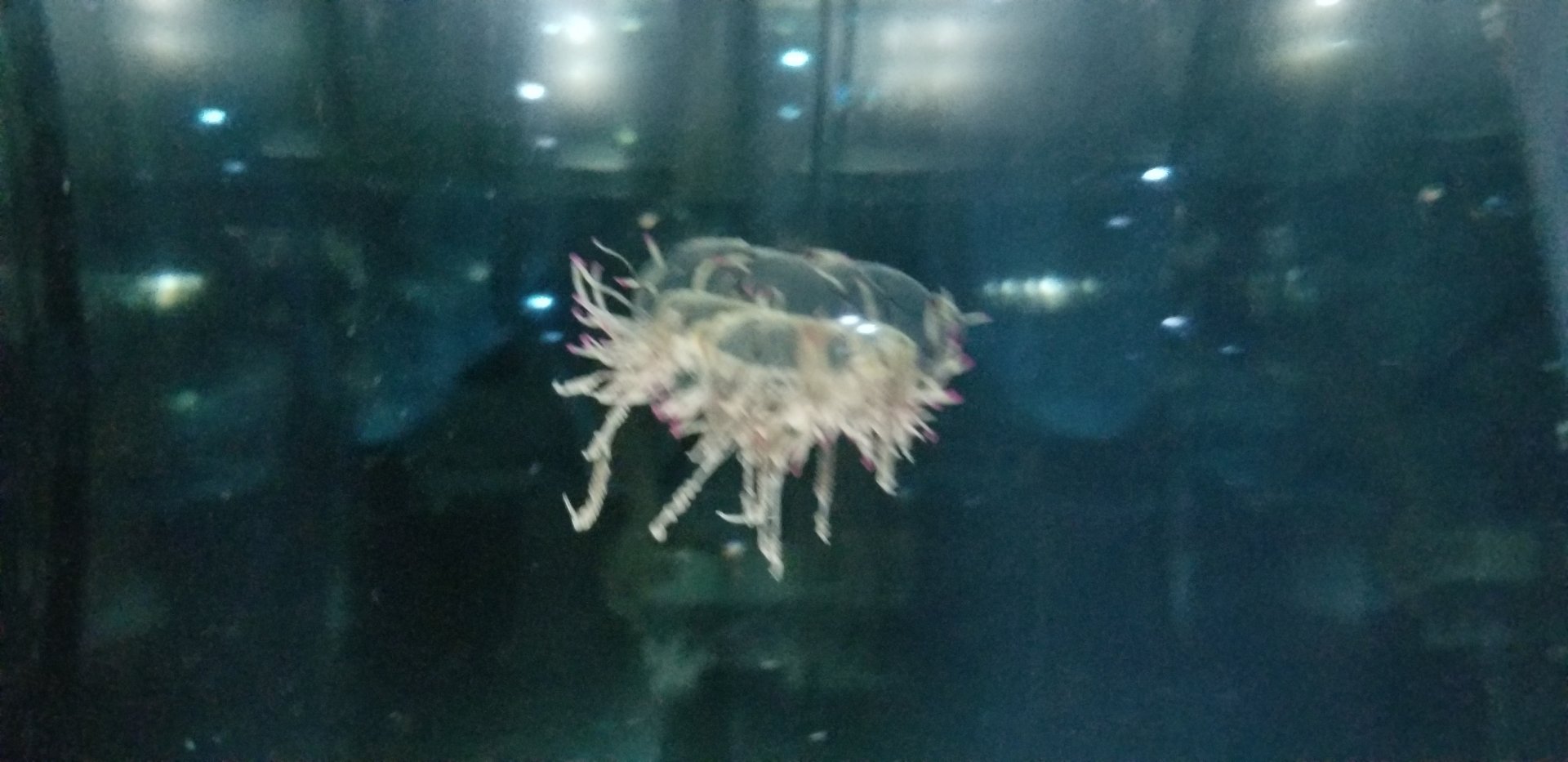 Flower Hat Jelylfish