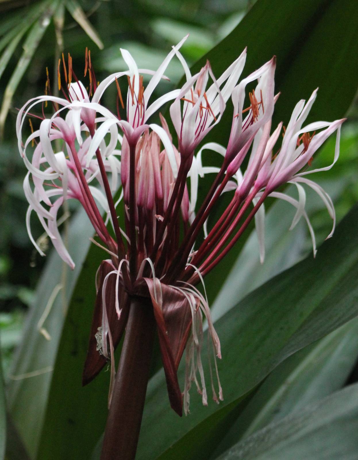 Flower in one of the Tropical halls