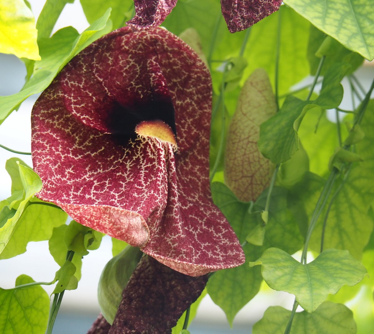 Flower of Aristolachia grandiflora, 2019-08-04