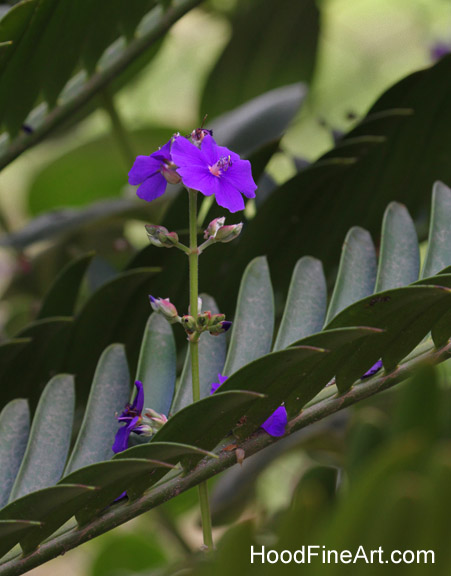 flower on Tiger Trail