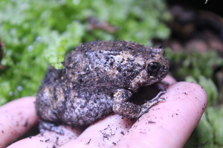 Flower pot frog (Kaloula baleata)