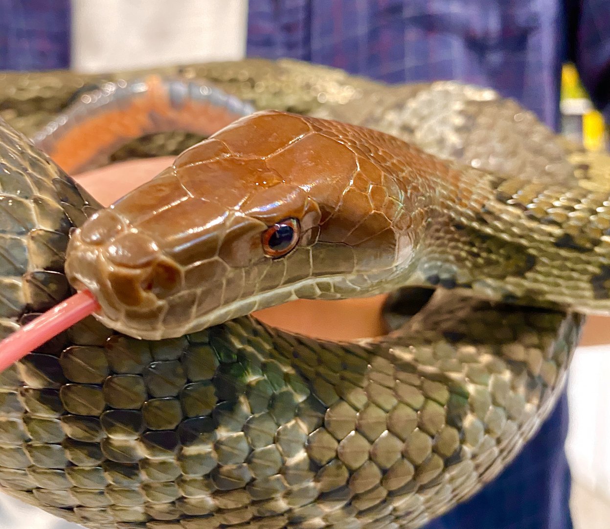 Flower Rat Snake (Elaphe moellendorffi)