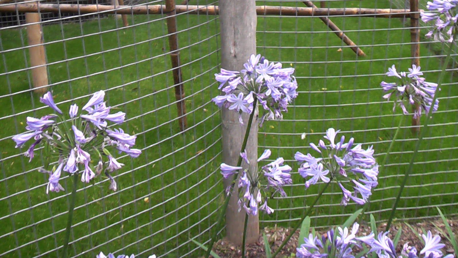 Flower - RSCC August 2010