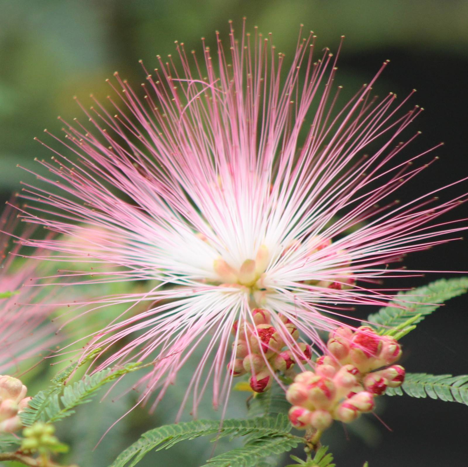 Flower Silk tree