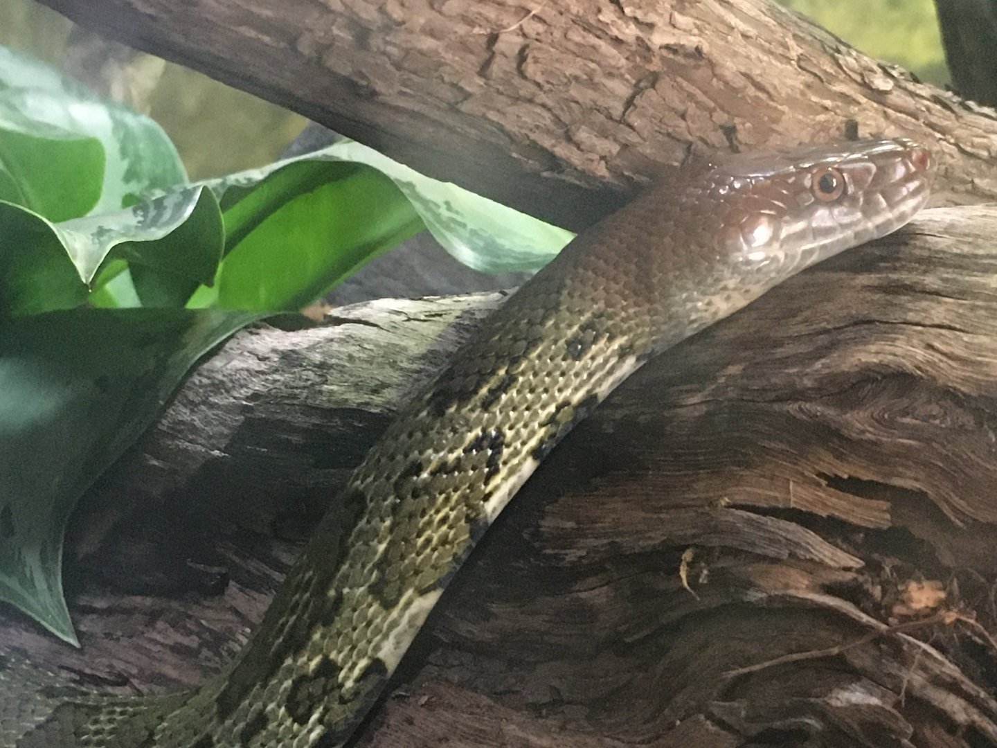 Flower Snake (Elaphe moellendorffi)