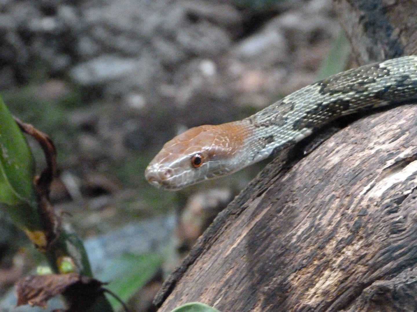 Flower snake -Tierpark Berlin (2024)