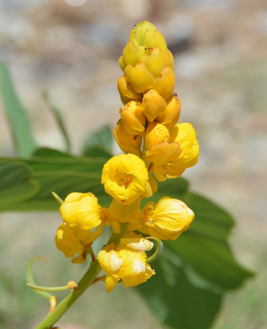 Flower.  Timor Leste
