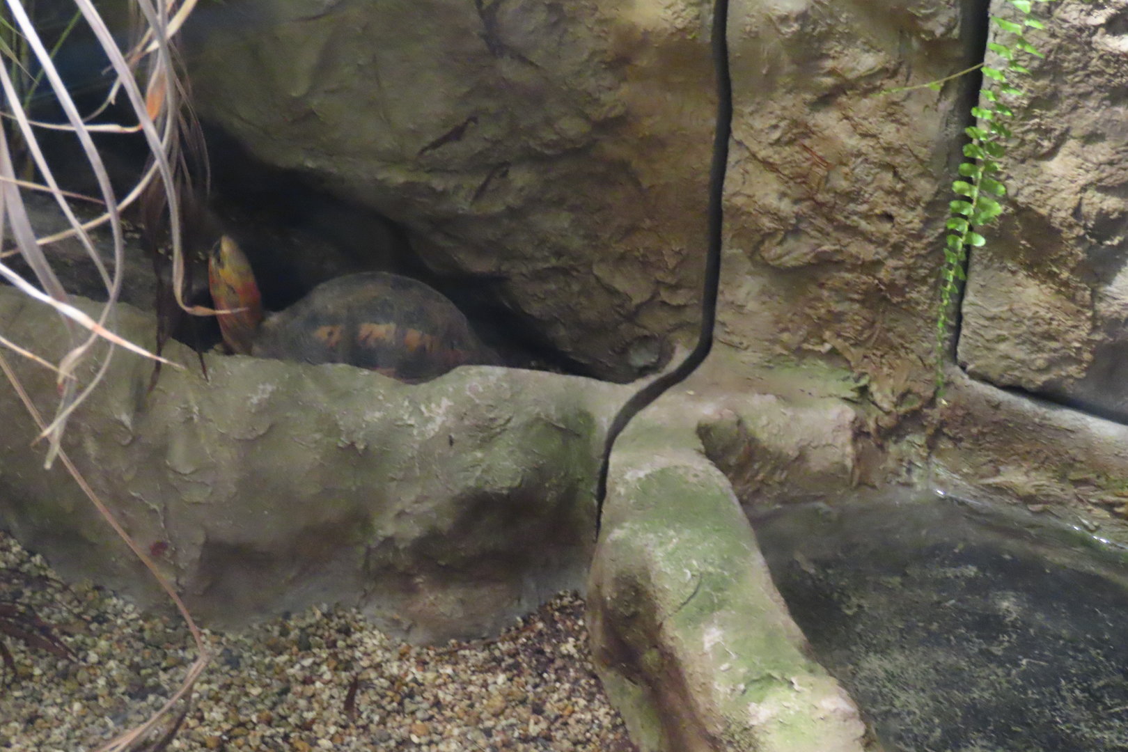 Flowerback box turtle