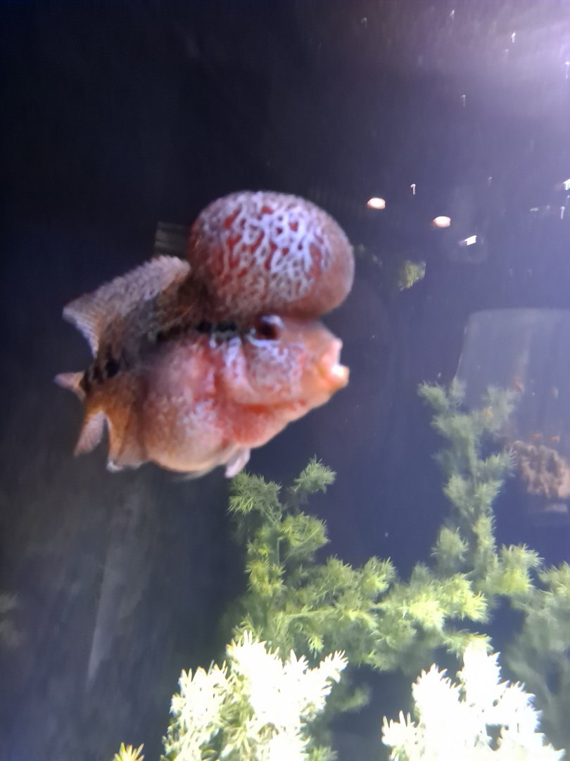 Flowerhorn (4/19/25)