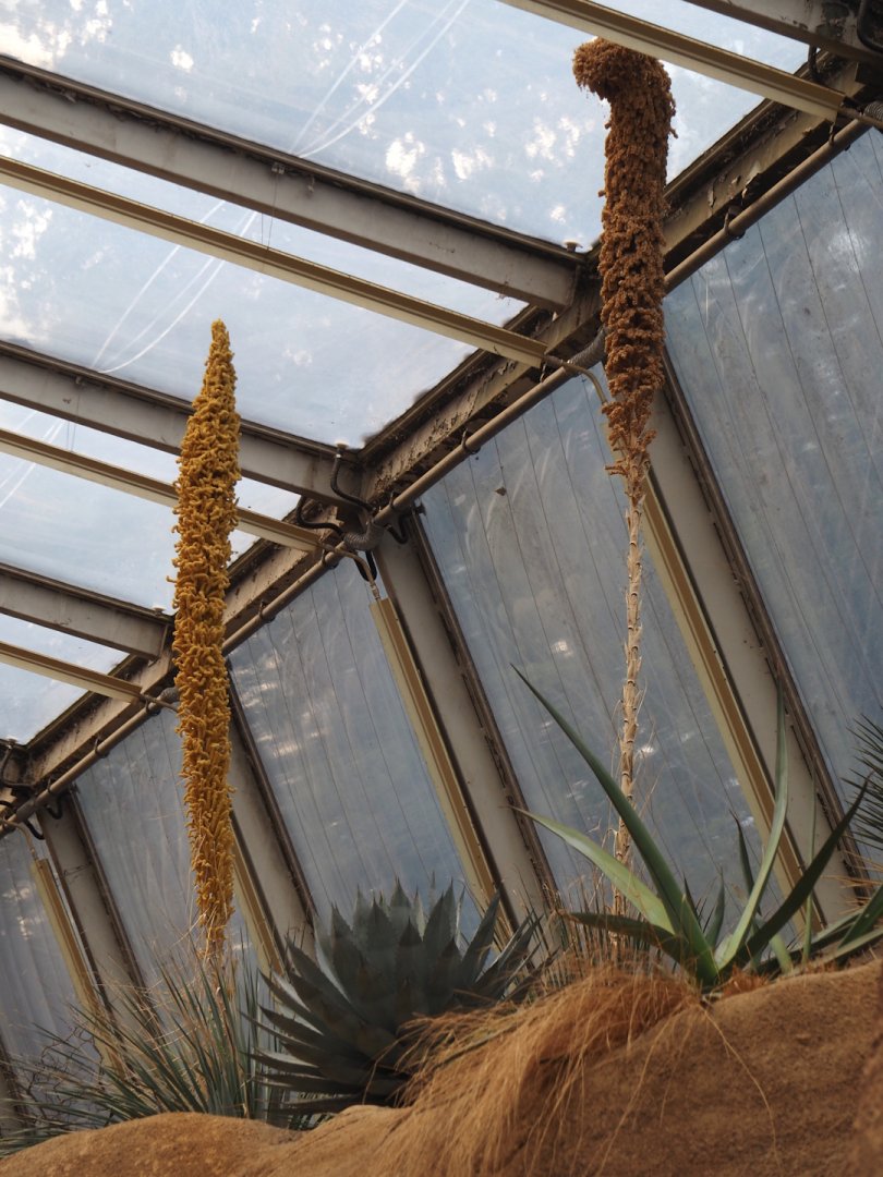 Flowering agaves, 2025-05-17