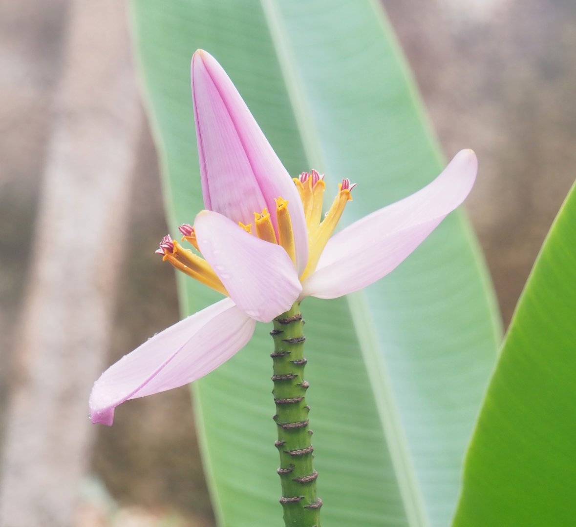 Flowering banana (Musa ornata) inflorescence, 2023-04-18