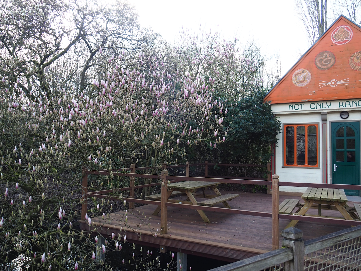 Flowering Magnolia next to the Australian terrarium house, 2024-03-04