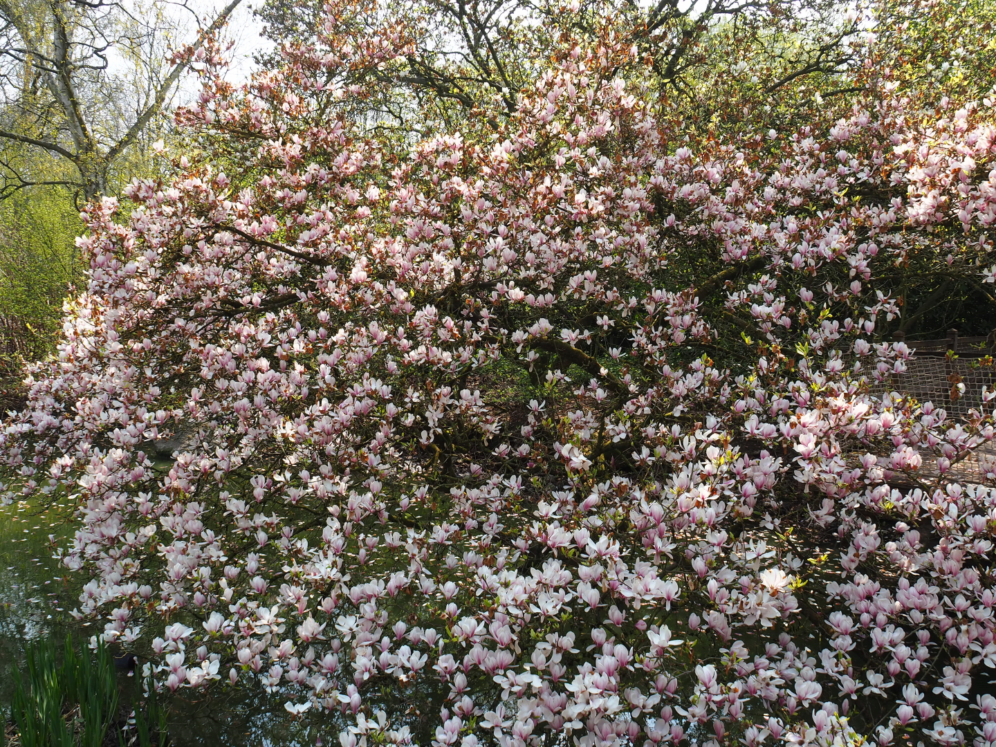Flowering Magnolia x soulangeana, 2021-04-21
