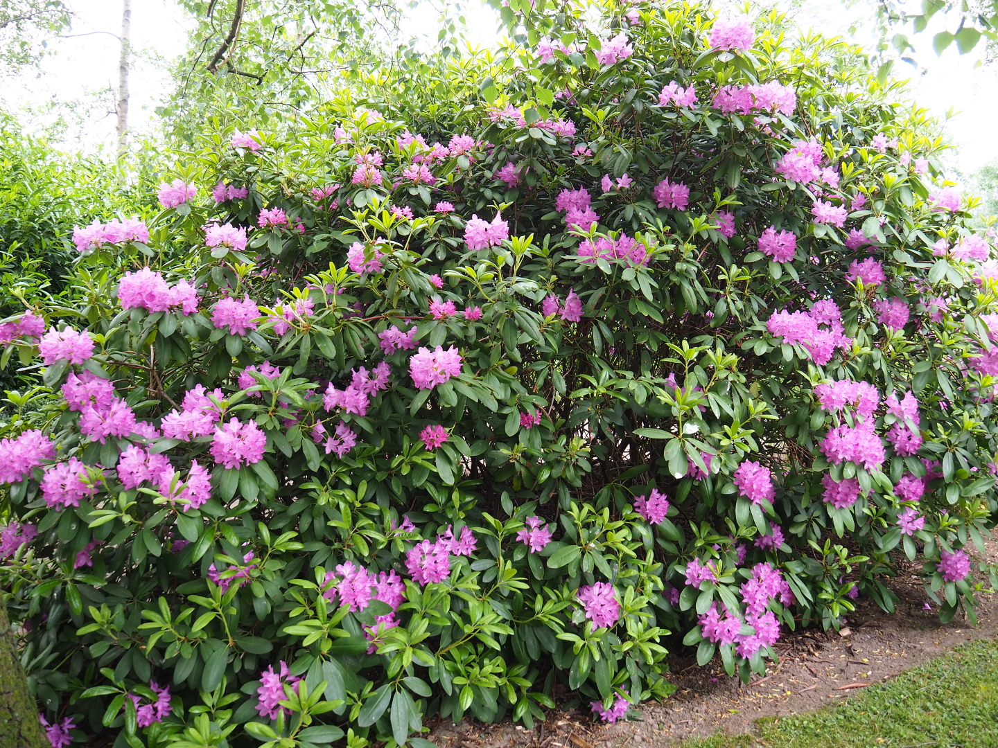 Flowering Rhododendron ponticum, 2019-05-25