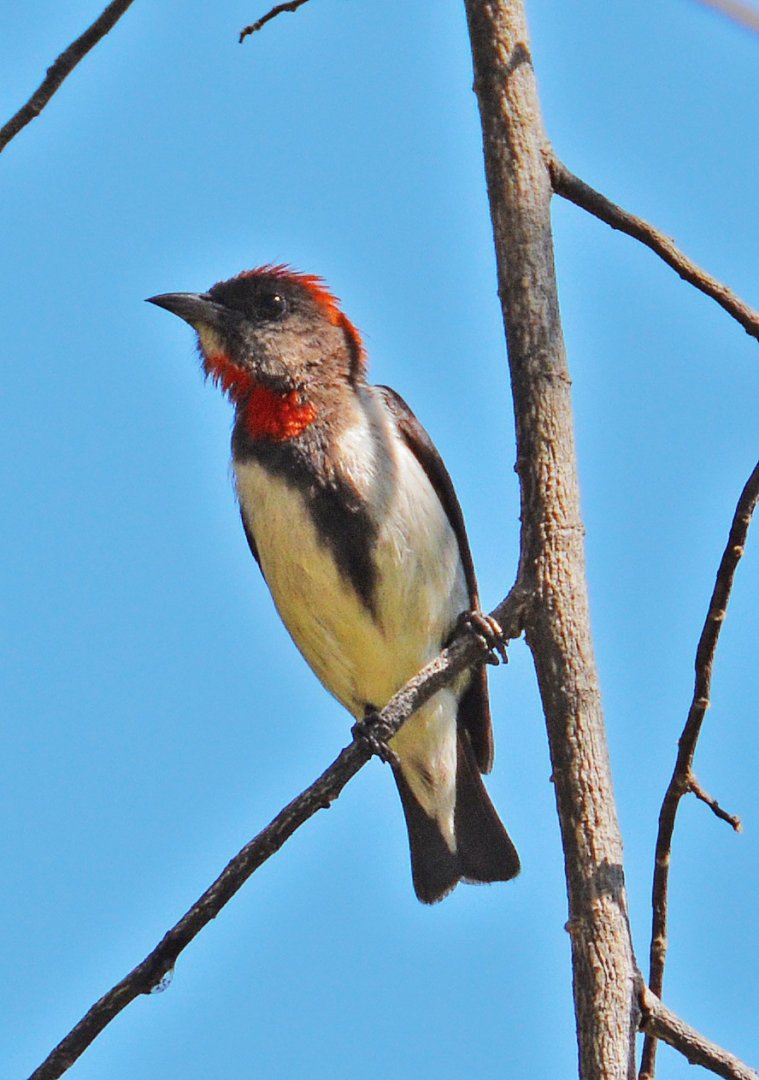 Flowerpecker. Flores