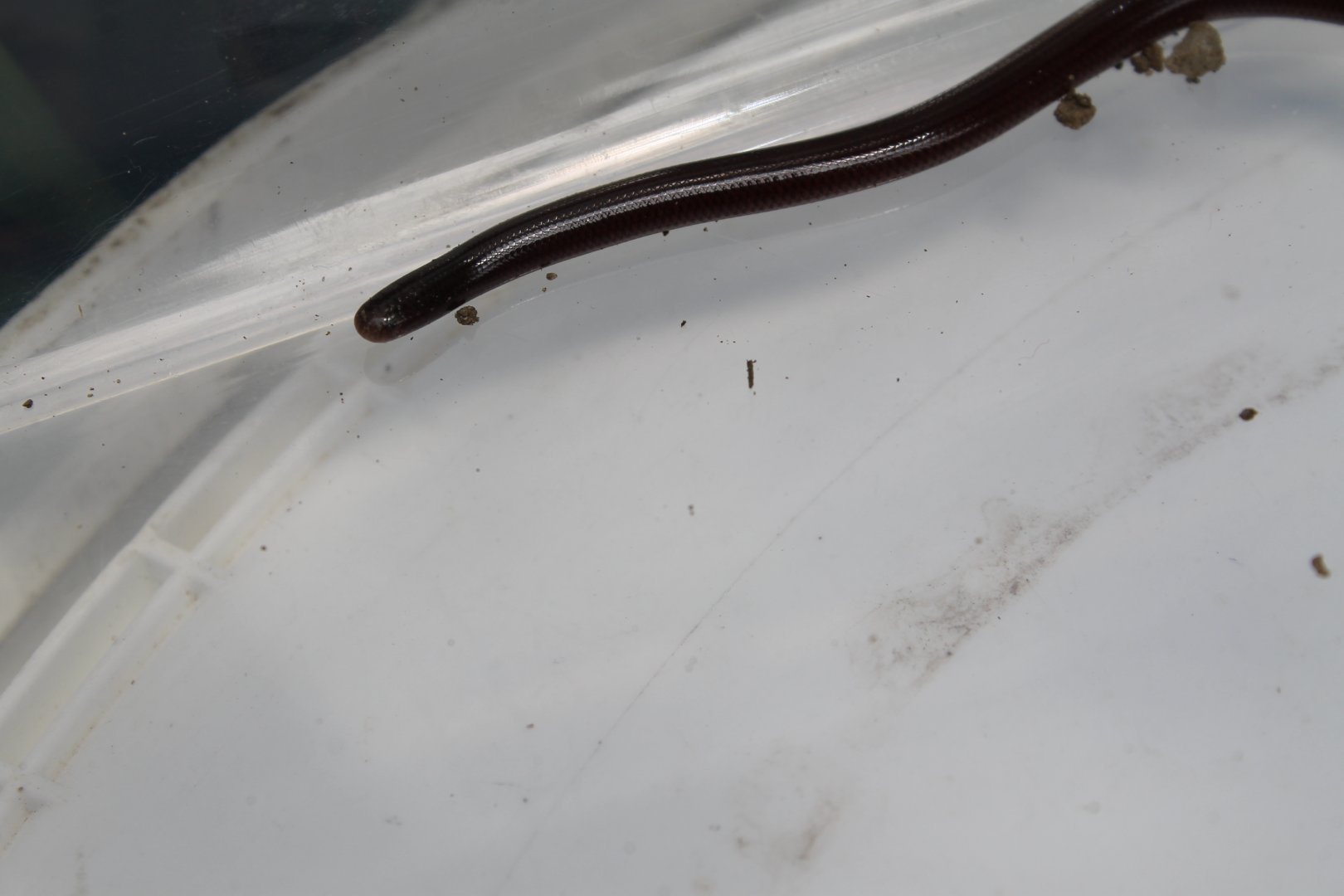 Flowerpot Blind-snake (Indotyphlops braminus)
