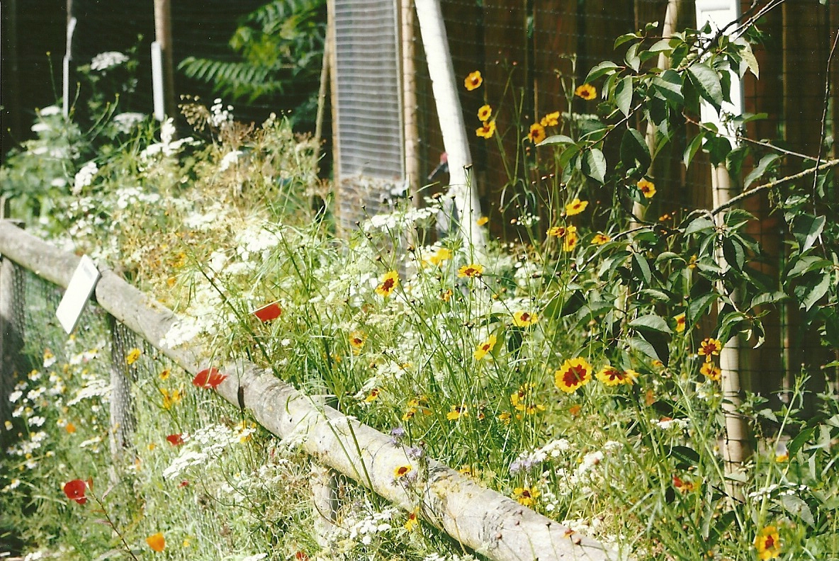 Flowers 11th September 2012