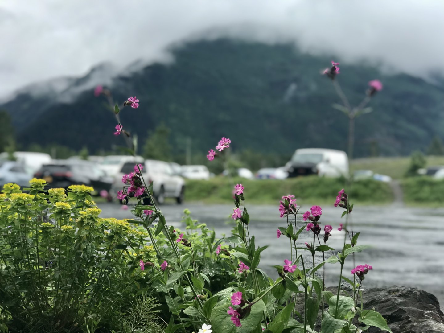 Flowers and the Mountain