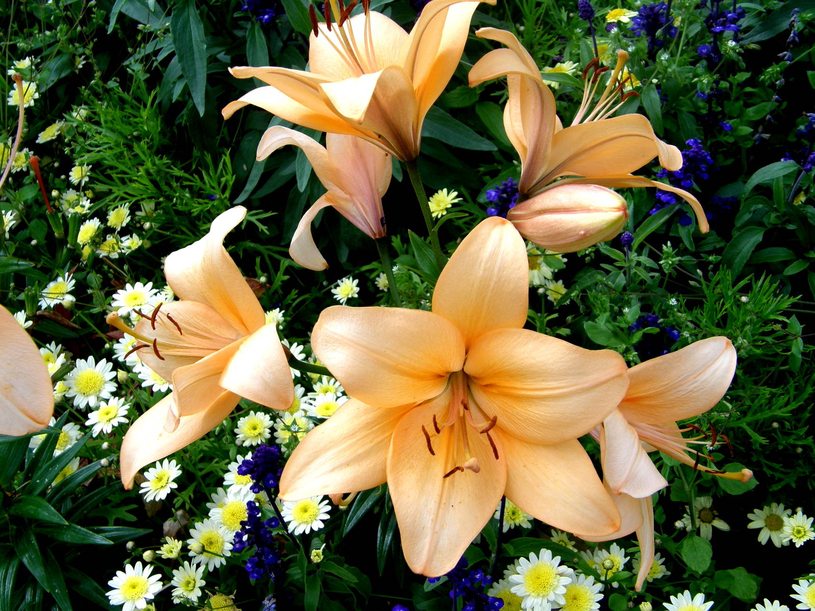 Flowers at Chester Zoo