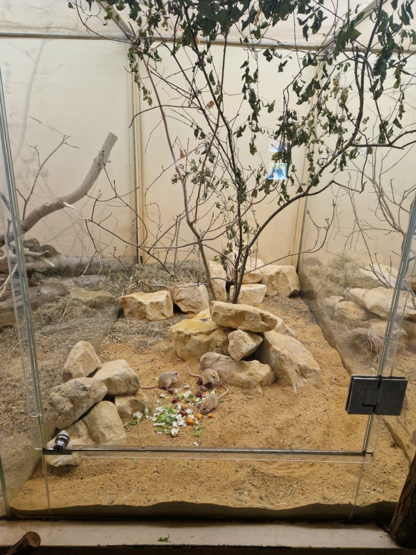 Flower's gerbil enclosure