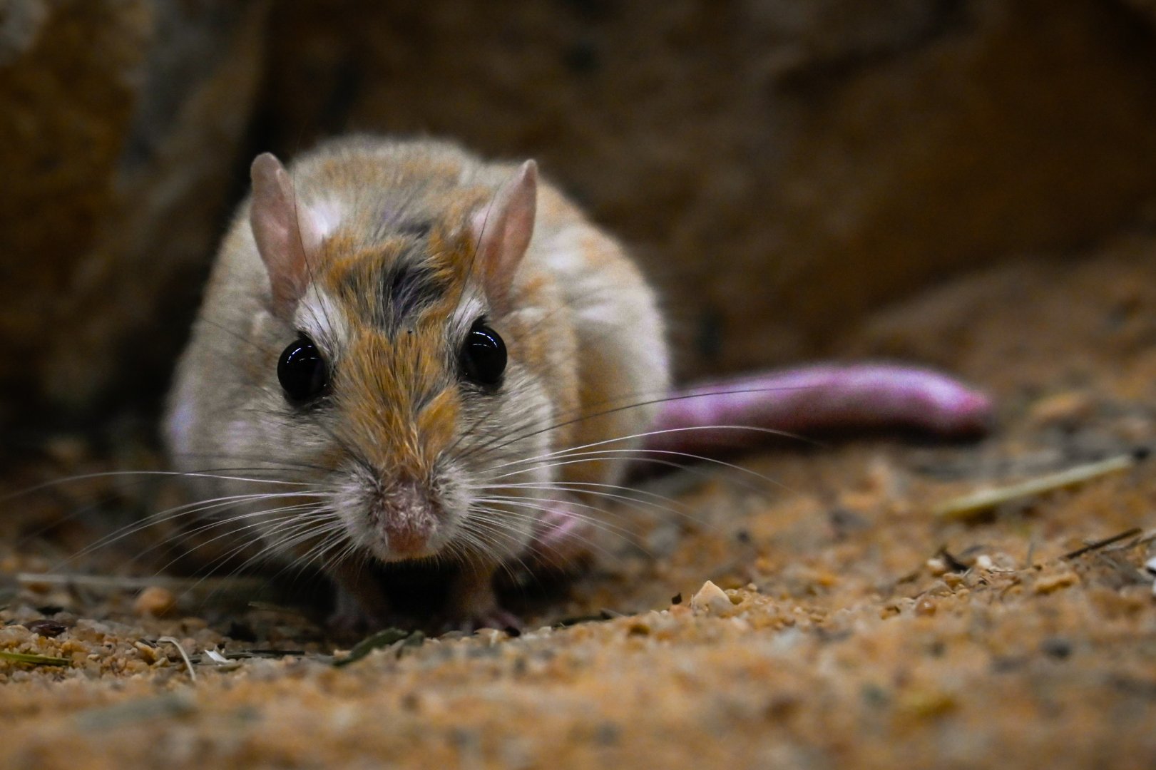 Flower's gerbil (gerbillus perpallidus) 02/25