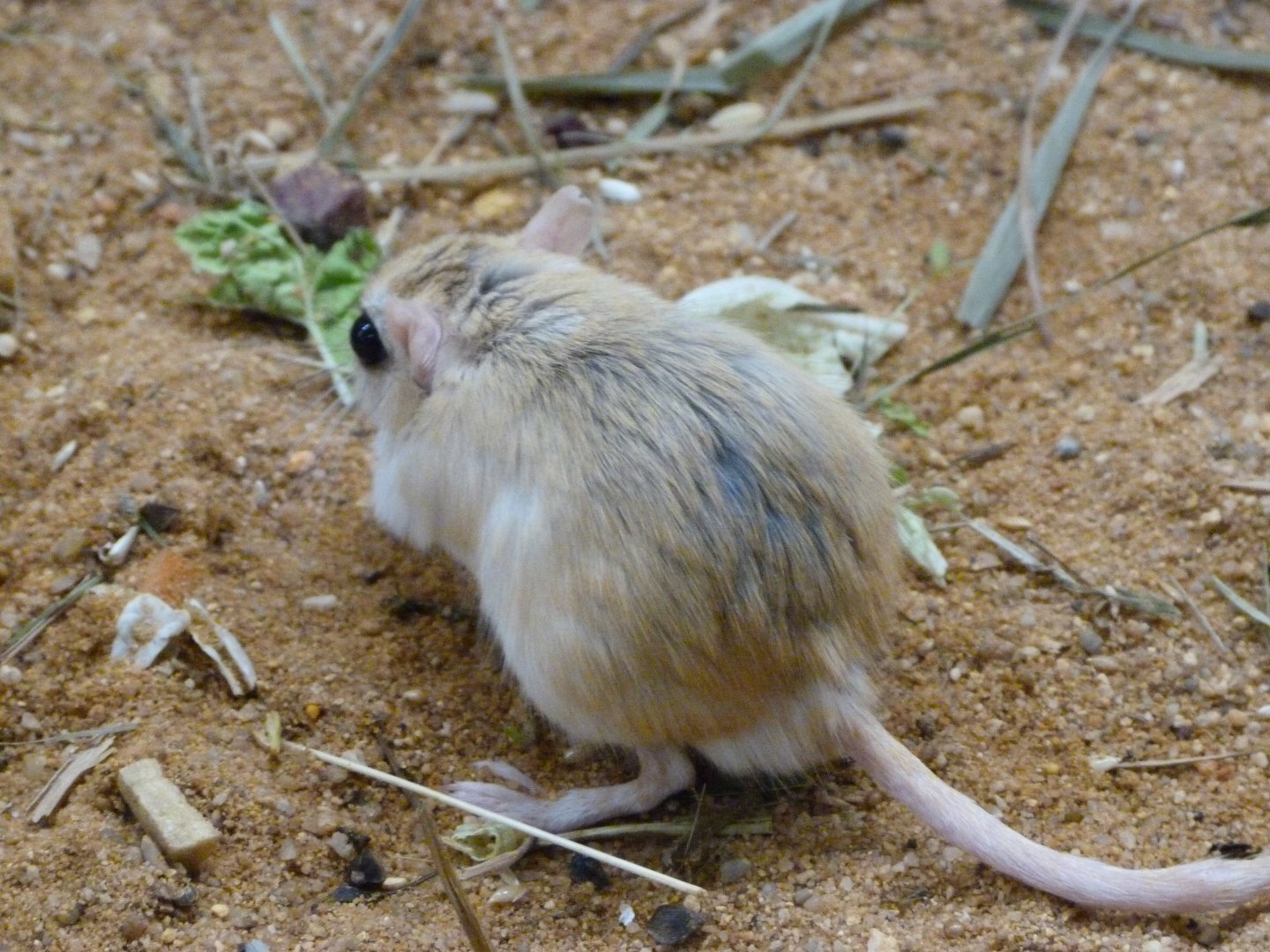 Flower’s gerbil -Zoo Plzeň (2025)