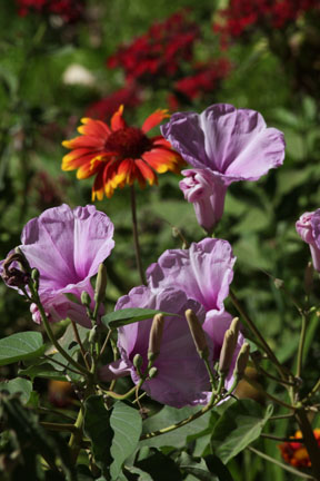 flowers in childrens zoo