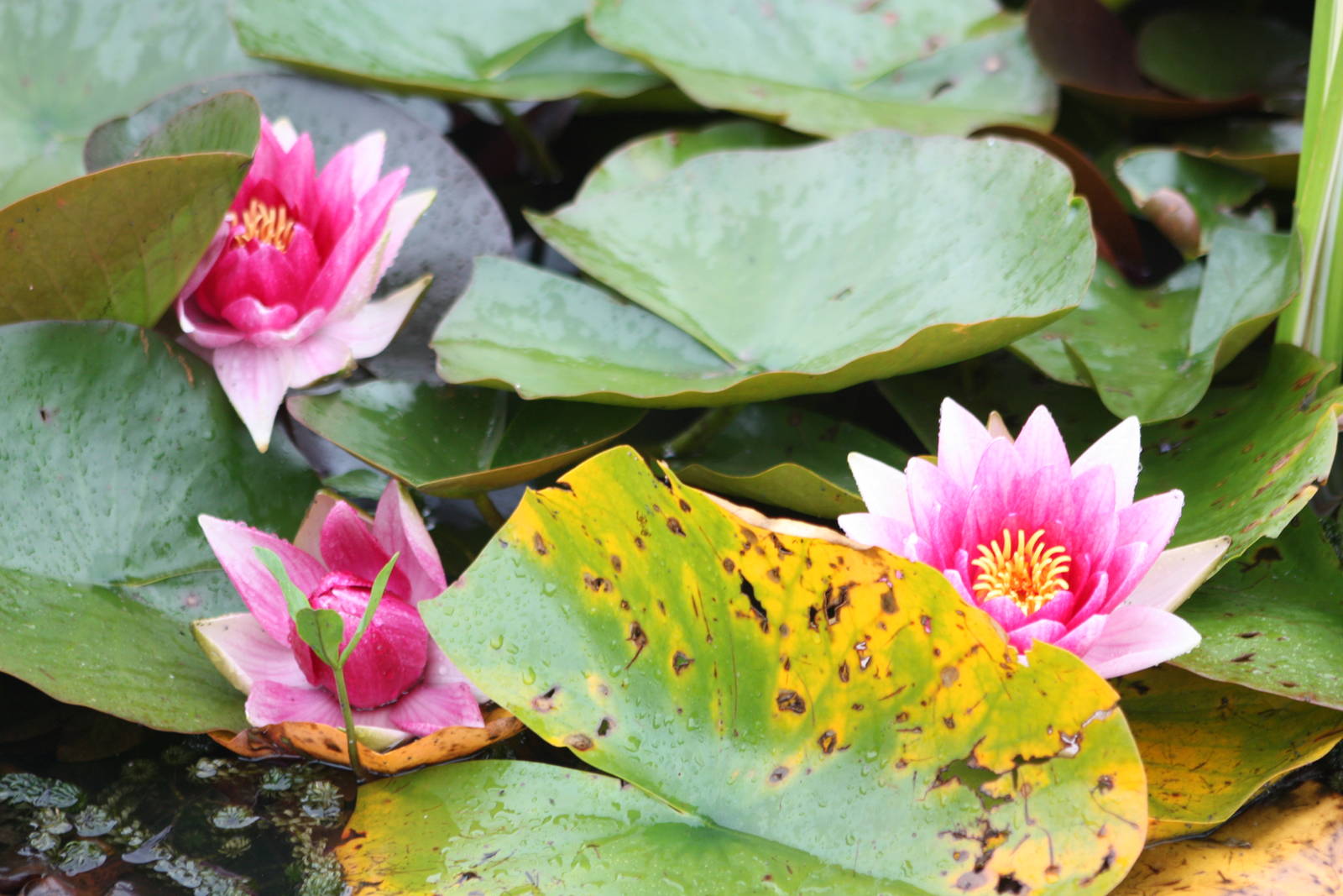 Flowers on the pond, 6th September 2014