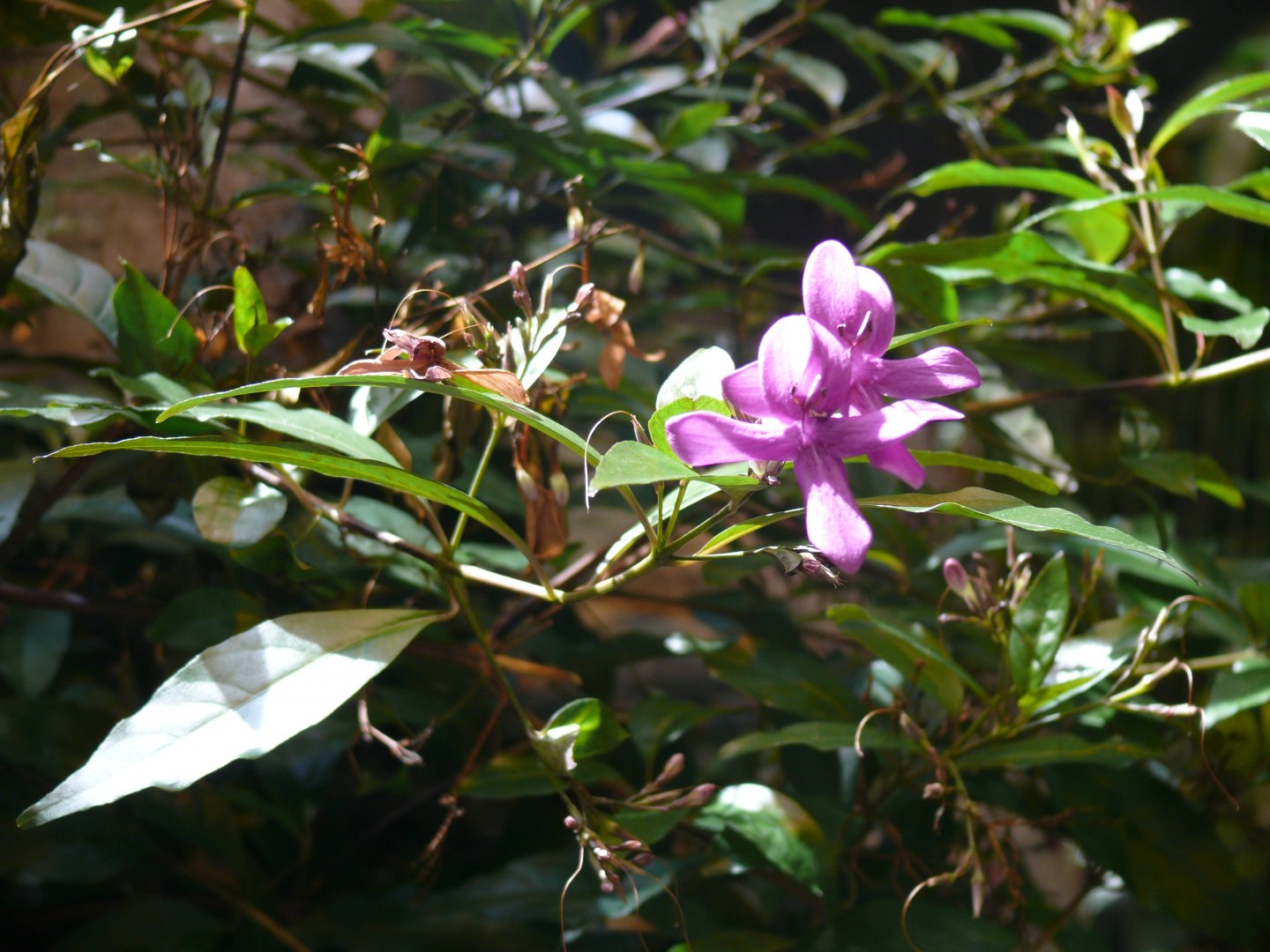 Flowers - reopening 31-08-2020