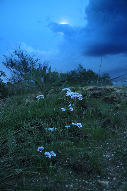 flowers under moonlight