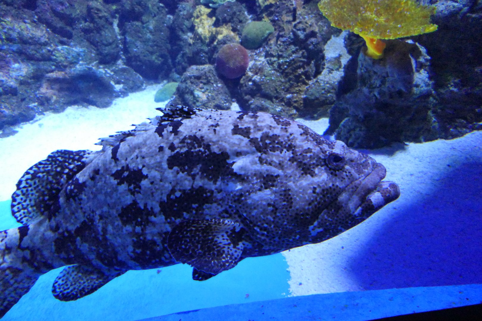 Flowery Cod (Epinephelus fuscoguttatus)